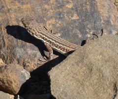 Pedioplanis lineoocellata