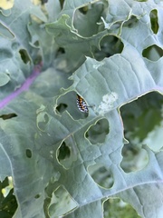Murgantia histrionica