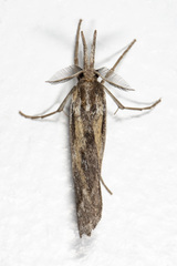 Thaumatopsis pexellus