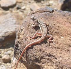 Pedioplanis lineoocellata