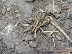 Centroctenus brevipes