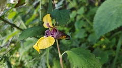 Impatiens delavayi