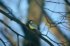 Parus major