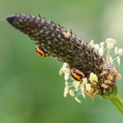 Micraspis frenata