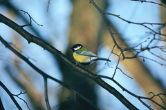 Parus major