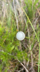 Eriocaulon decangulare image