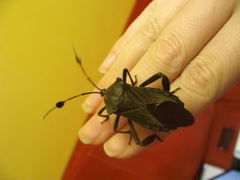 Pachylis acutangulus