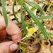 photo of Common Toadflax (Linaria vulgaris)
