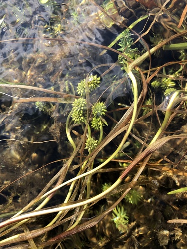 Northern bur-reed (Sparganium hyperboreum)