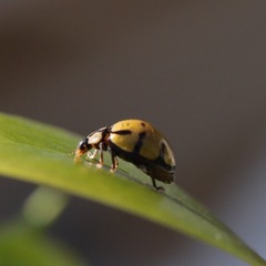 Harmonia testudinaria