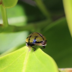 Harmonia testudinaria