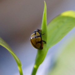 Harmonia testudinaria