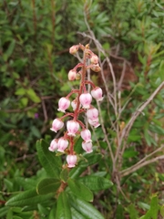 Comarostaphylis