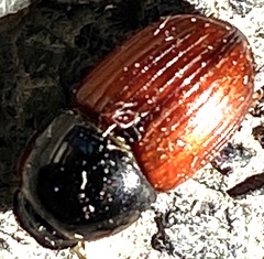 Aphodius fimetarius