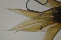 Ptychostomum weigelii