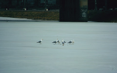 Larus argentatus