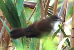 Bradypterus baboecala baboecala