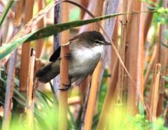 Bradypterus baboecala baboecala