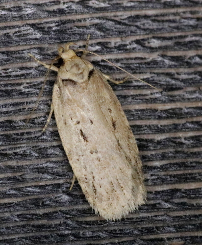 Black-dotted Birch Leaftier Moth