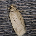 Black-dotted Birch Leaftier Moth - Photo (c) a_anctil, some rights reserved (CC BY-NC)