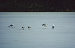 Larus argentatus
