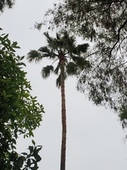 Washingtonia robusta