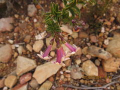 Freylinia densiflora