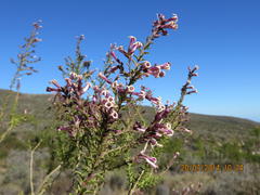 Freylinia densiflora