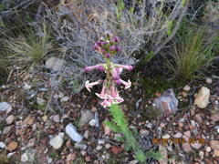 Freylinia densiflora