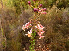 Freylinia densiflora