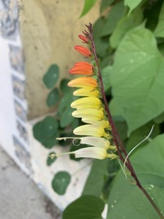 Ipomoea lobata