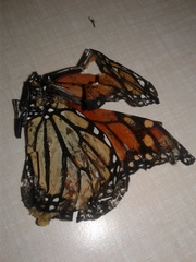 Danaus plexippus