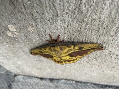 Copaxa lavenderojaliscensis