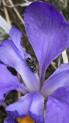 Acmaeodera tubulus