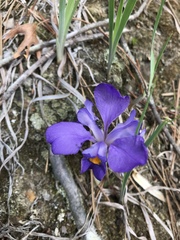 Acmaeodera tubulus
