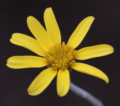 Bitou Flower Grey Bietou (Plants of the Tygerberg Nature Reserve) · iNaturalist
