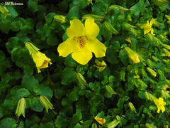 Erythranthe lutea