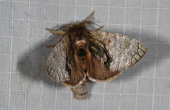 Toulgoetigia curita