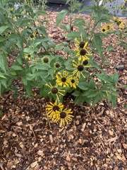 Rudbeckia