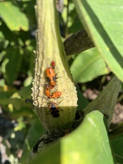 Oncopeltus fasciatus