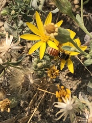 Epinomia