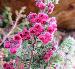 Erica haematocodon