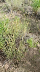 Bouteloua breviseta