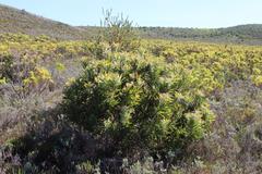 Protea longifolia