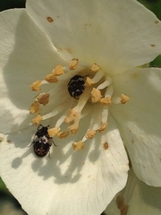 Anthrenus pimpinellae