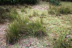 Juncus kraussii kraussii