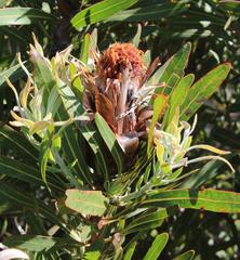 Protea longifolia