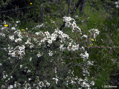 Escallonia virgata