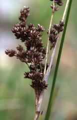 Juncus kraussii kraussii