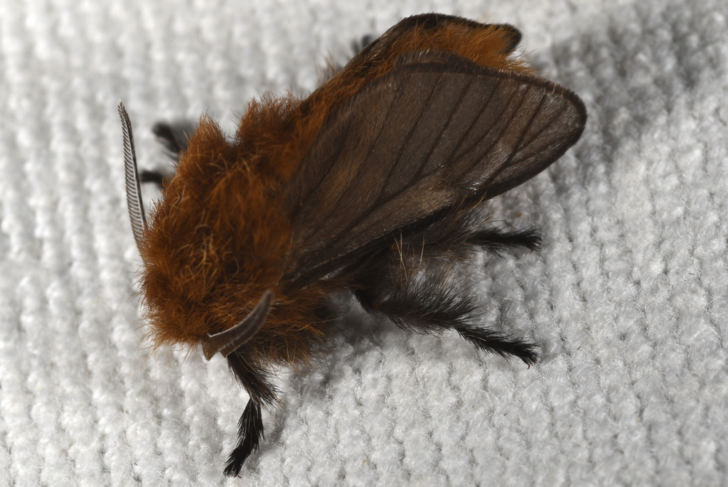 Megalopyge uruguayensis